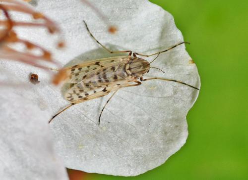 Réf. 340 625 : Tanypus punctipennis